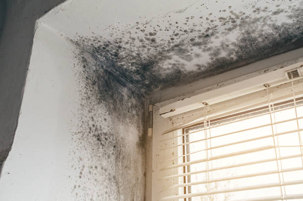 Affordable Crawl Space Mold Removal solutions in Anna, IL