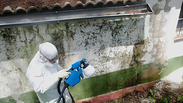 Top rated local Crawl Space Mold Removal specialists in Anna, IL